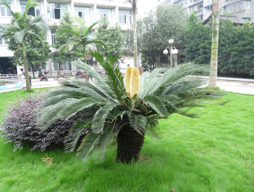 铁树开花.png
